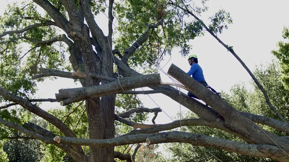 Professional Hazardous Tree Removal performed by certified arborists in Moccasin